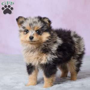 Addy, Pomeranian Puppy